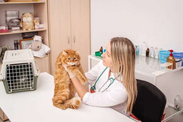 Ветеринарний лікар зі стетоскопом огляд кота у ветеринарній клініці — стокове фото