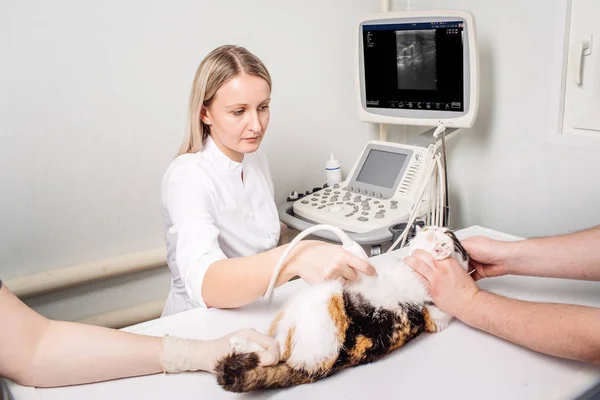Gato com ultra-som no escritório veterinário . — Fotografia de Stock