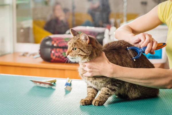 Grooming cat with tool for shedding hair.