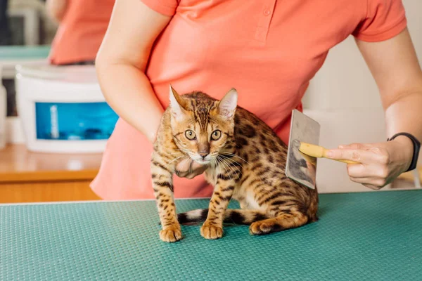 Péče cat nástrojem pro prolévání vlasů. — Stock fotografie