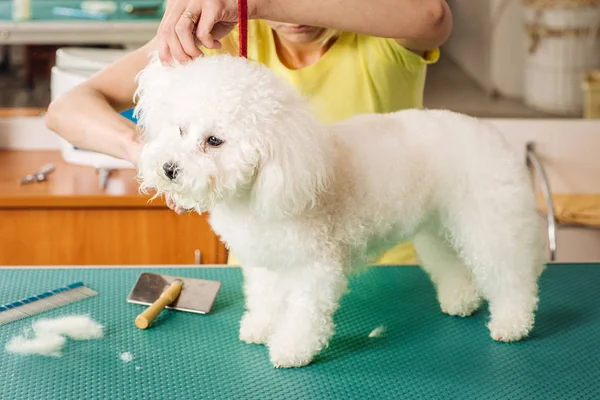 Verzorging hond met gereedschap voor het vergieten van haren. — Stockfoto