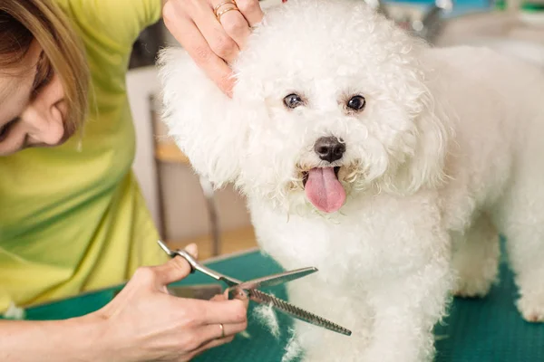 Grooming hund med verktyg för att kasta hår. — Stockfoto