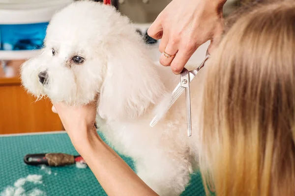 Grooming dog with tool for shedding hair.