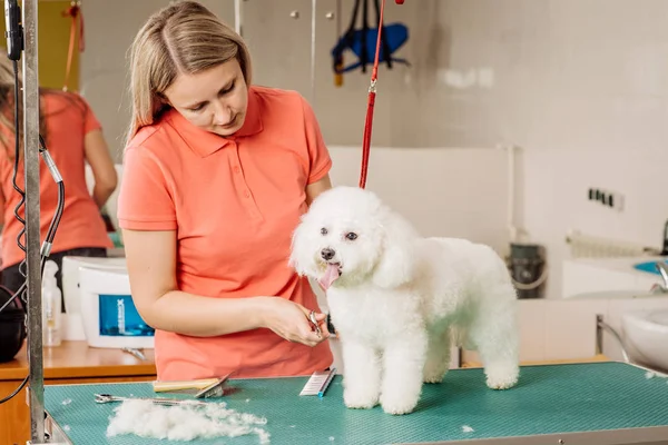 Verzorging hond met gereedschap voor het vergieten van haren. — Stockfoto