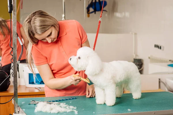 Cane da toelettatura con strumento per lo spargimento di capelli . — Foto Stock