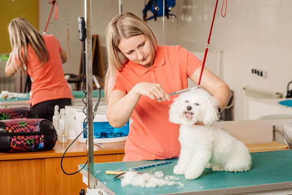 Aseo perro con herramienta para el pelo derramado . —  Fotos de Stock