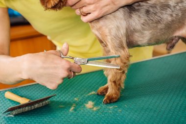 Saç dökülme için aracı ile köpek bakım. 