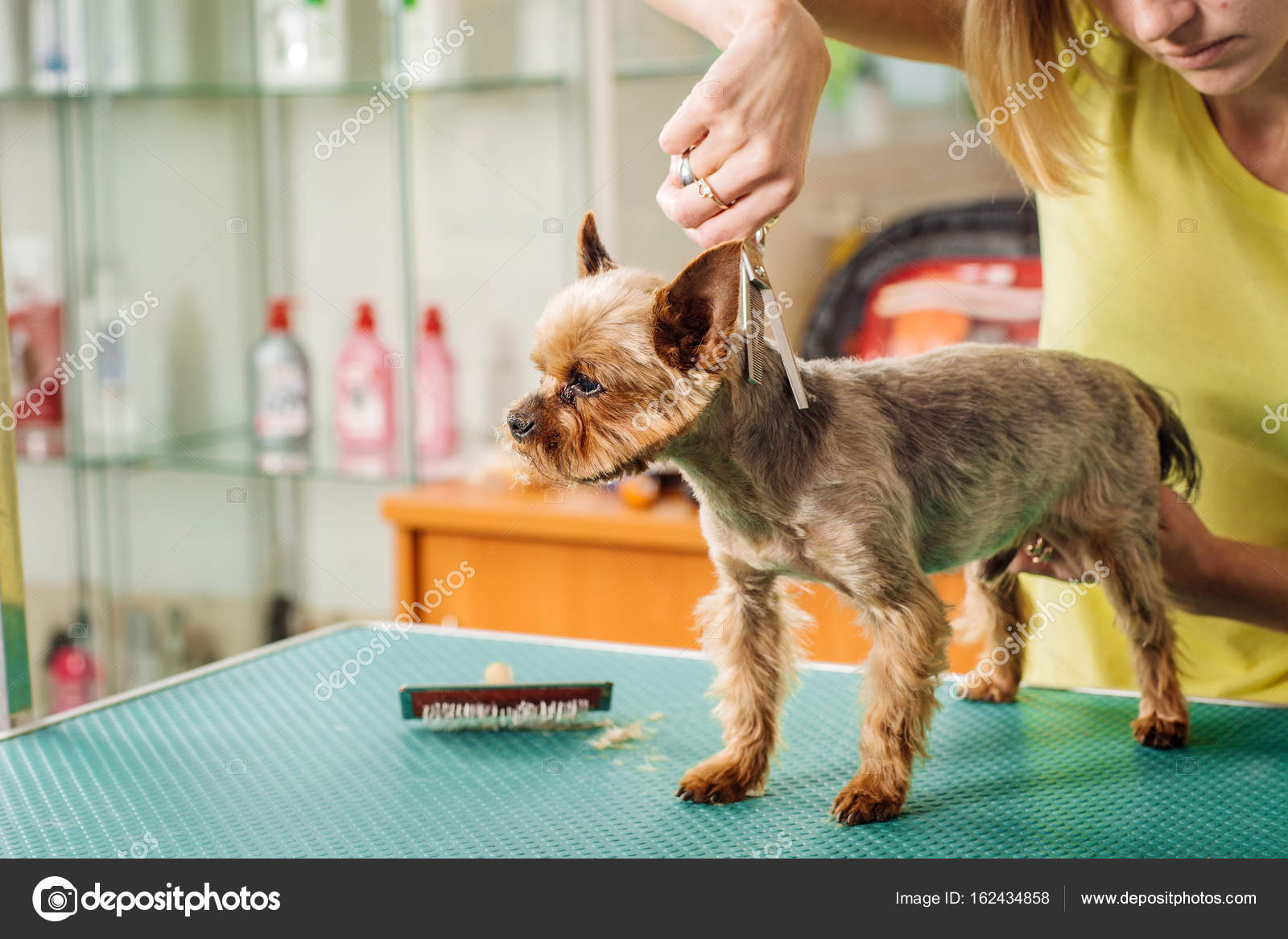 Grooming Hund Do you want to learn how to groom your dog at home and