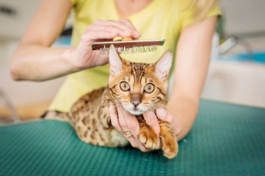 Grooming cat with tool for shedding hair.  clipart
