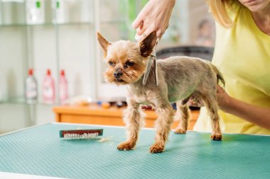 Saç dökülme için aracı ile köpek bakım. 