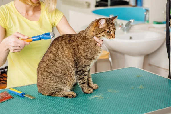 Péče Cat Nástrojem Pro Prolévání Vlasů Medicína Pet Zvířata Zdravotní — Stock fotografie
