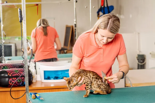 Grooming cat with tool for shedding hair. medicine, pet, animals, health care and people concept