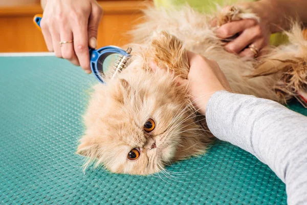 Pflege der Katze mit Werkzeug zur Haarentfernung. — Stockfoto