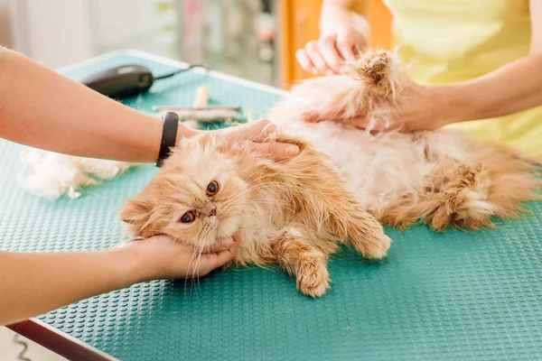 Aseo gato con herramienta para el pelo derramado . — Foto de Stock