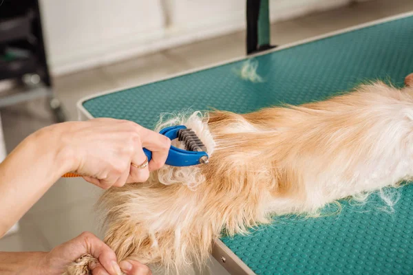 Aseo gato con herramienta para el pelo derramado . — Foto de Stock