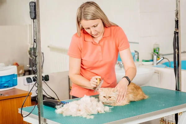 Дорослий кіт з інструментом для пролиття волосся . — стокове фото