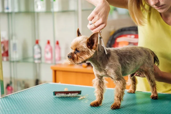 Köpek aracı ile saç dökülme için bakım. Tıp, evde beslenen hayvan, hayvanlar, sağlık ve insan kavramı