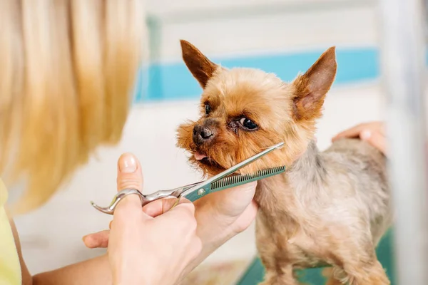 Grooming Hund Med Verktyg För Att Kasta Hår Medicin Pet Stockbild