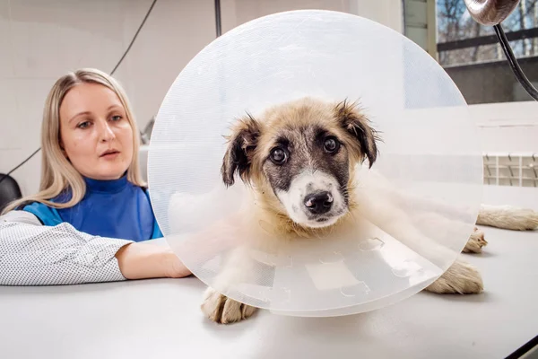 Doutor examinando cão na sala de raios-x. — Fotografia de Stock