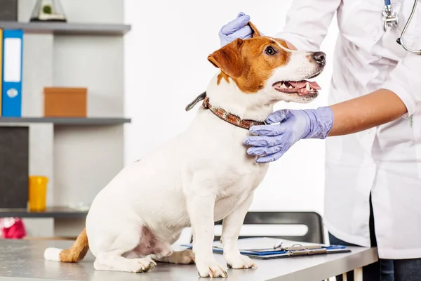 Veterinář vyšetřující psa. — Stock fotografie