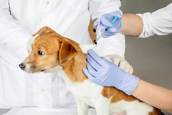 Veterinário na clínica veterinária no trabalho . — Fotografia de Stock