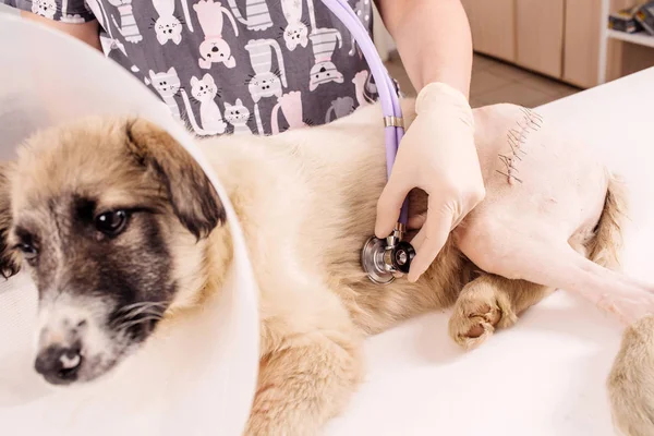 Ветеринар перевіряє хворого собаку стетоскопом — стокове фото