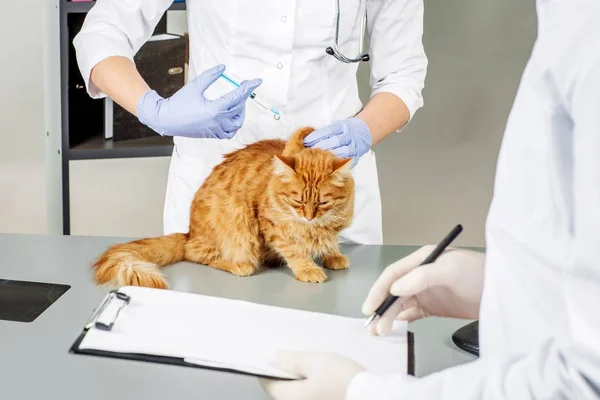 Ветеринар ветеринарной клиники на работе . — стоковое фото