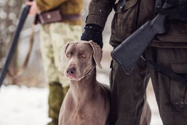 Avcı ve weimaraner köpeği bir nehir kış avcılık s