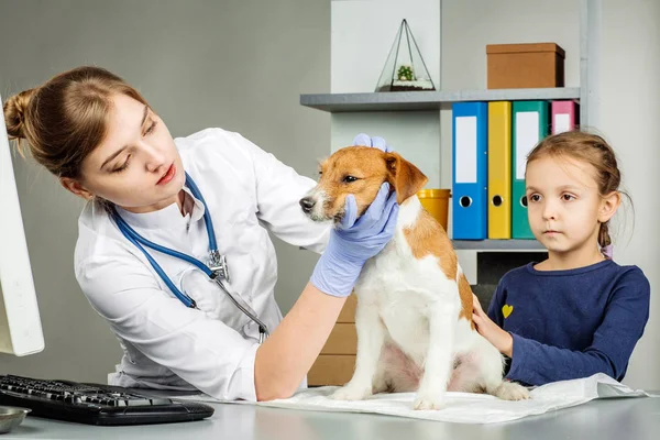 Veterinário check-up cão doente com estetoscópio — Fotografia de Stock