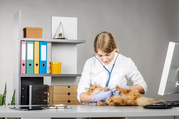 Veterinario in clinica veterinaria al lavoro . — Foto Stock