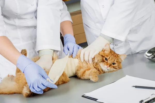 Tierarzt in Tierklinik bei der Arbeit. — Stockfoto