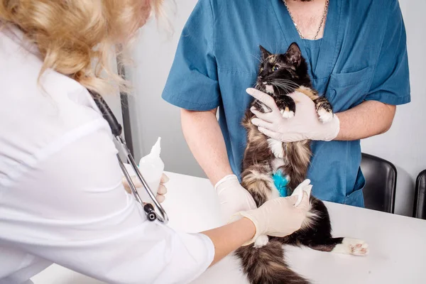 veterinarian doctor checking cat at vet clinic.