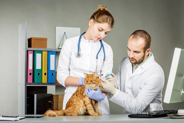 Tierarzt in Tierklinik bei der Arbeit. — Stockfoto