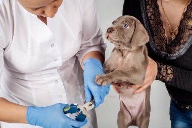 Veteriner köpeği ayak tırnaklarını kesmek. 