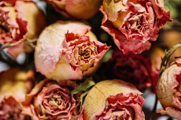 Tørkede roser blomsterhode – stockfoto