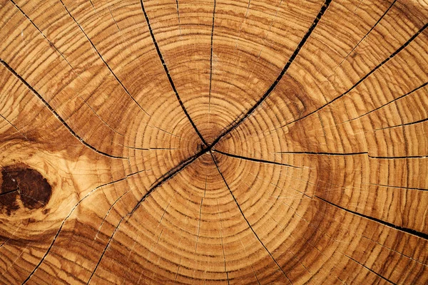 Textura madera grunge fondo — Foto de Stock