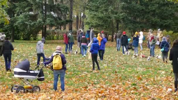 Spotkanie małych psów w jesienny park — Wideo stockowe