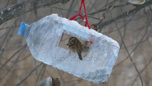 Годівниці для птахів від резервуар для води в зимовий період — стокове відео
