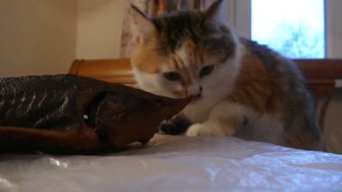 Kedi koklama masada balık füme