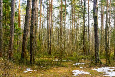 Mart ayında Bahar Orman
