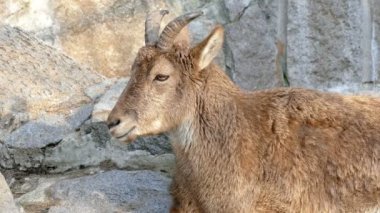 Taşlar arasında dağ keçisi