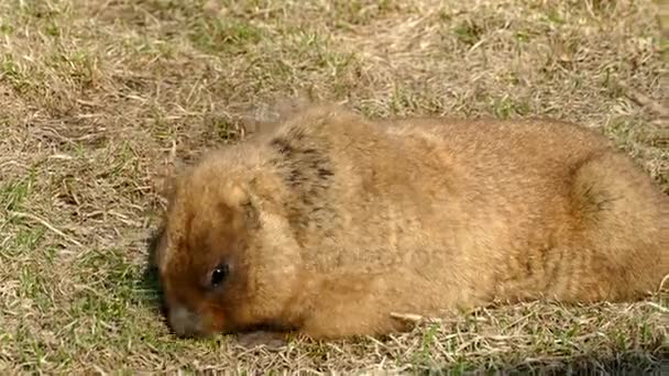 Las marmotas comen hierba temprana — Vídeos de Stock