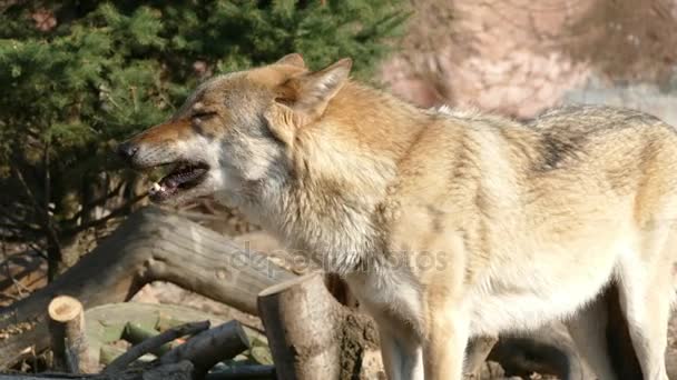 Een wolf op een wandeling, opent zijn mond — Stockvideo