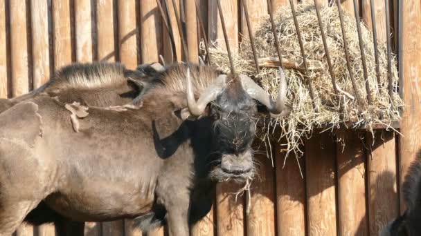 Yak mâche du foin et regarde 