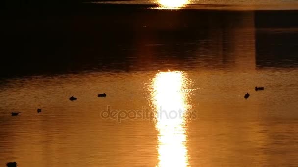 夕阳倒映在湖中 — 图库视频影像