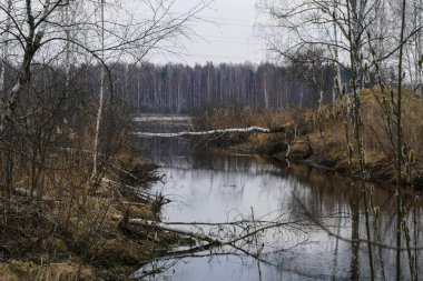 Rusya'da ormandaki göl kenarındaki bahar