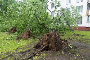Kasırga, Moskova - düşen ağaçlar