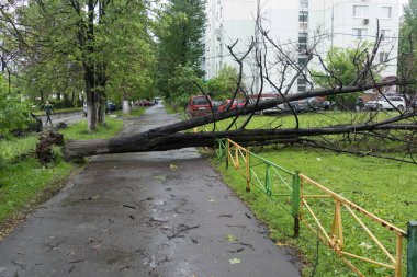 Kasırga, Moskova - düşen ağaçlar