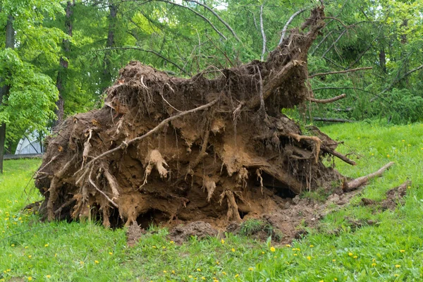 Moskova'da bir kasırga ile bükülmüş ağaç