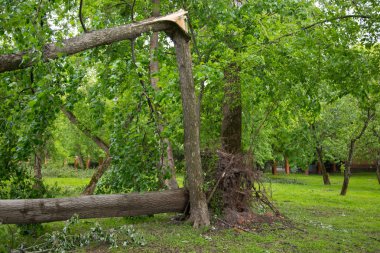 Kasırga ağacından döndü-